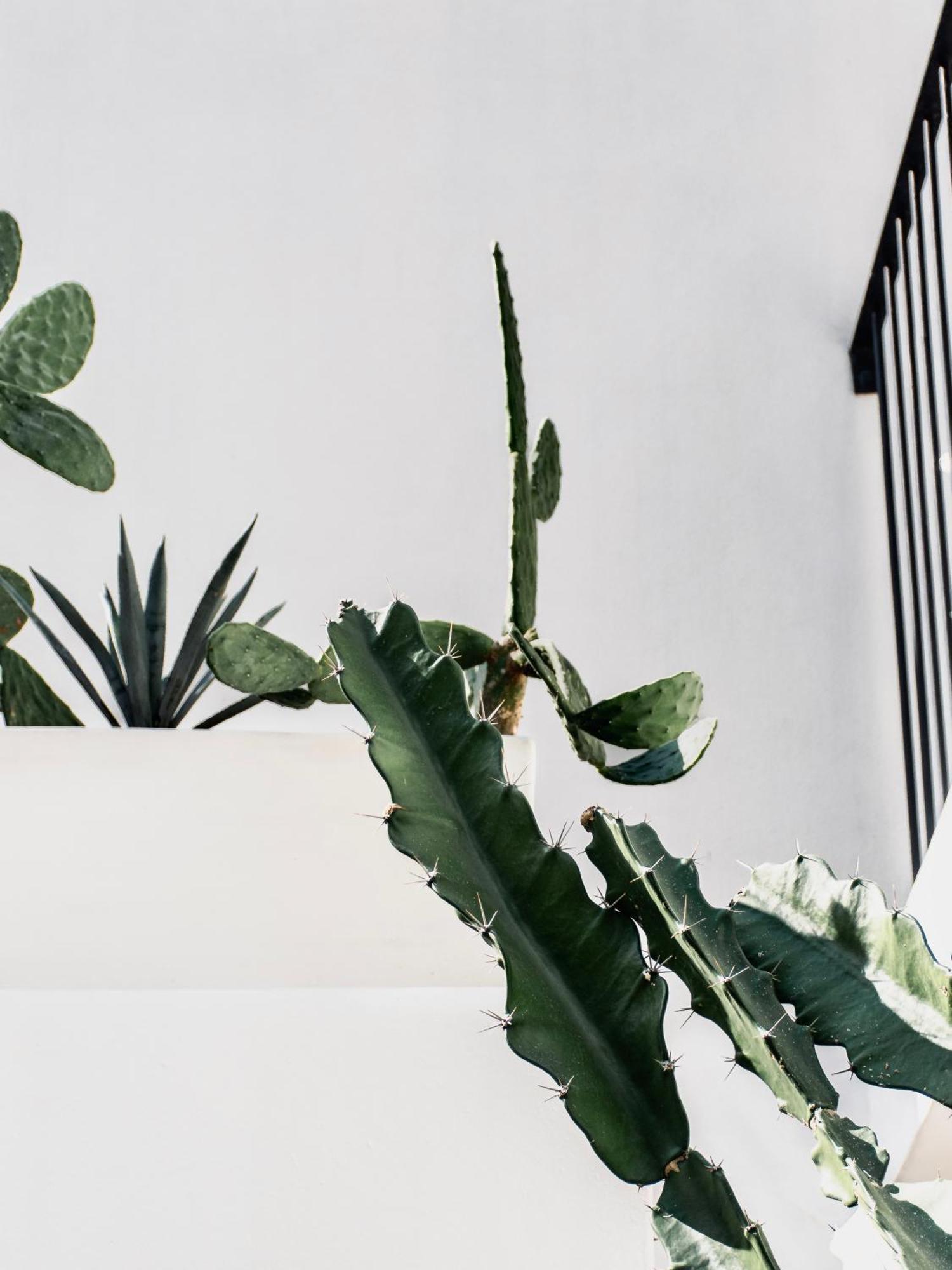 Residencia Tropical Don Bonito Ξενοδοχείο Sayulita Εξωτερικό φωτογραφία
